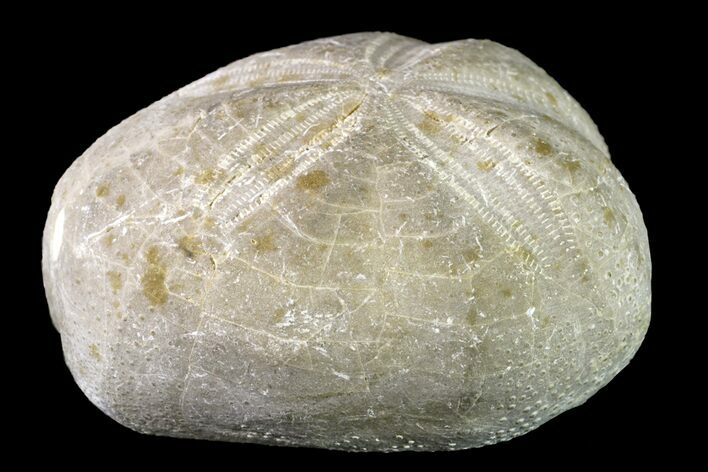 Cretaceous Sea Urchin (Hemiaster) Fossil - Texas #156389